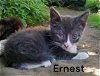 Ernest