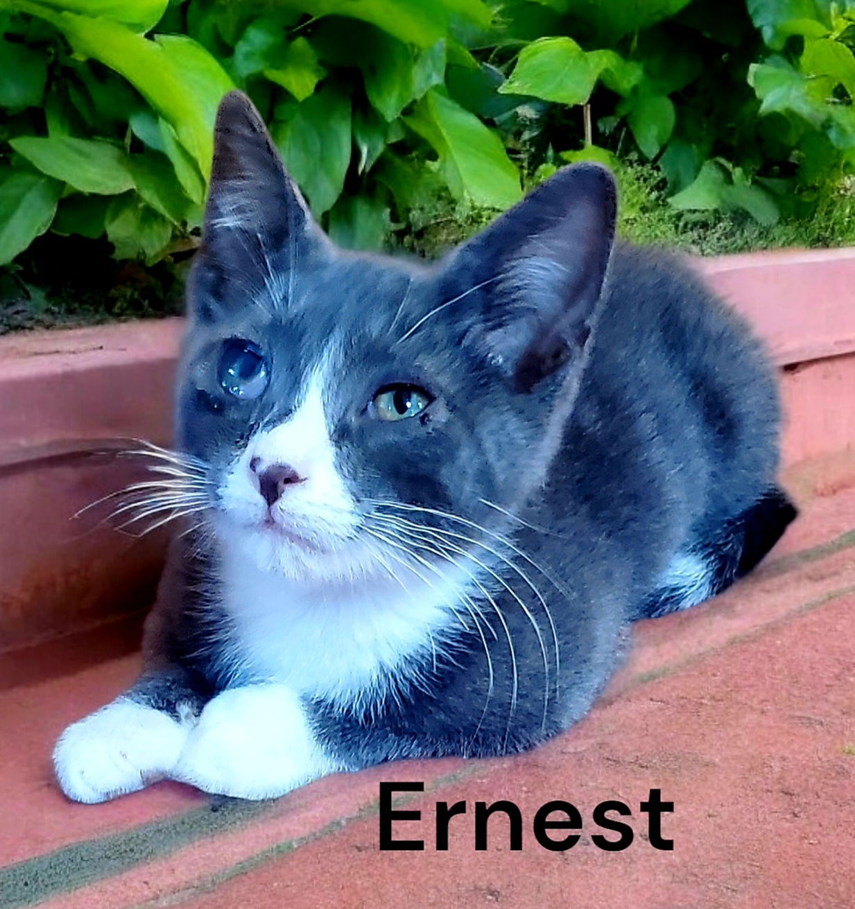 adoptable Cat in Chesapeake, VA named Ernest