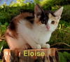 Eloise