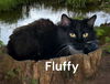 Fluffy