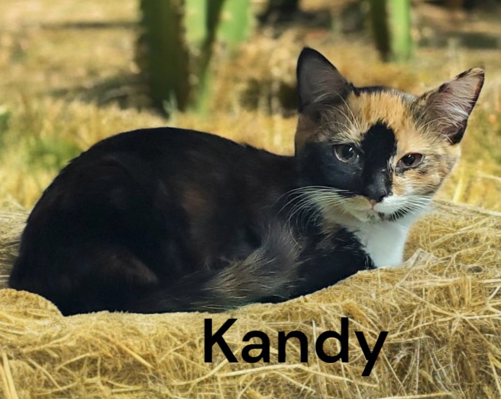 Cats for Adoption in Newport News, Virginia Alpha Paw