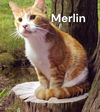 Merlin