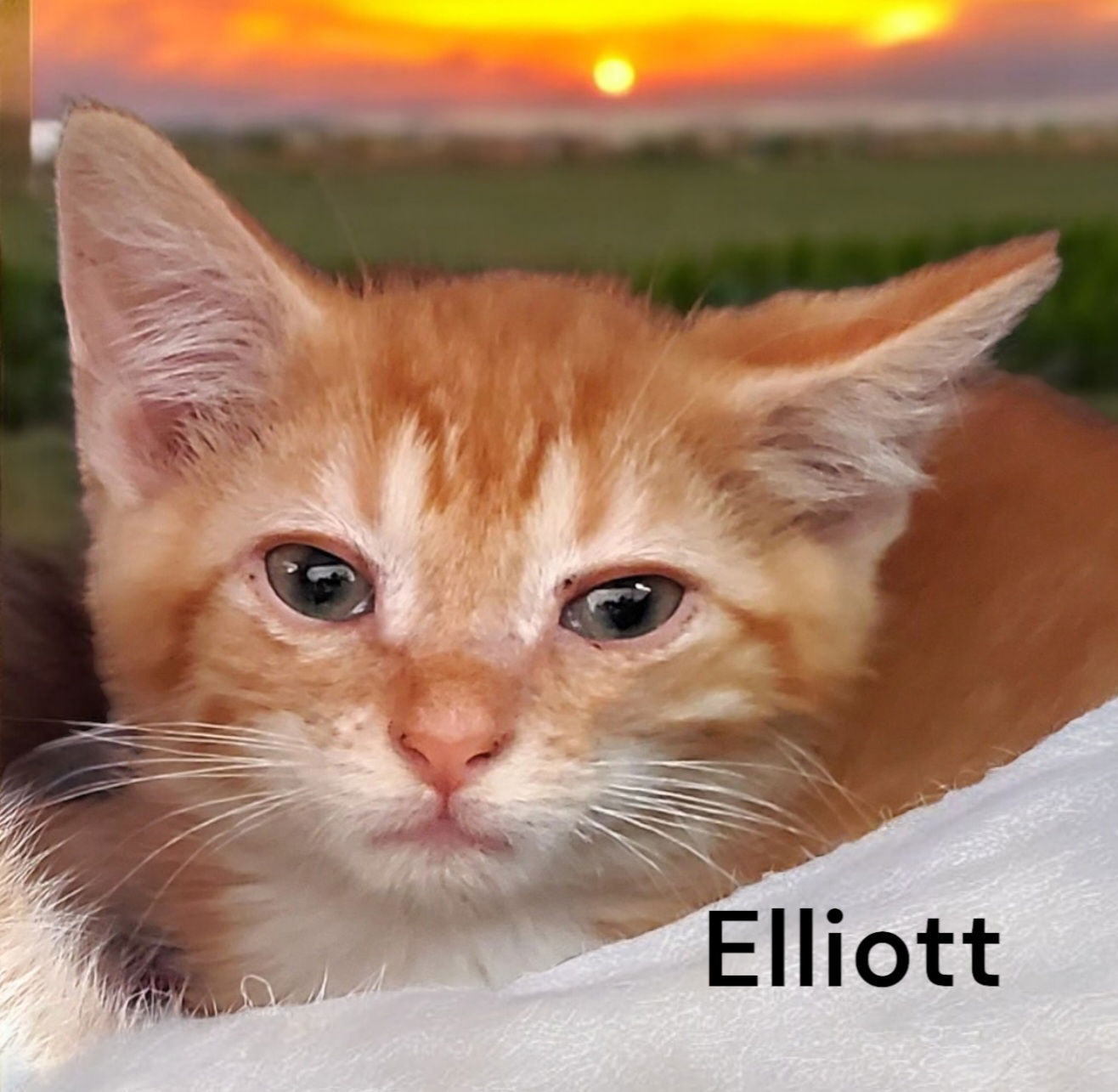 Elliott's Web Page