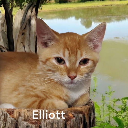 Elliott