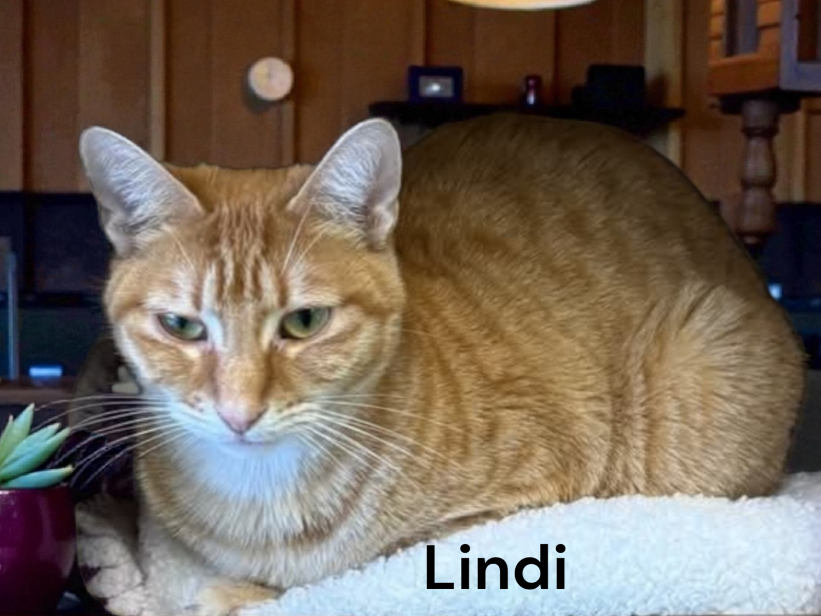 Lindi Image