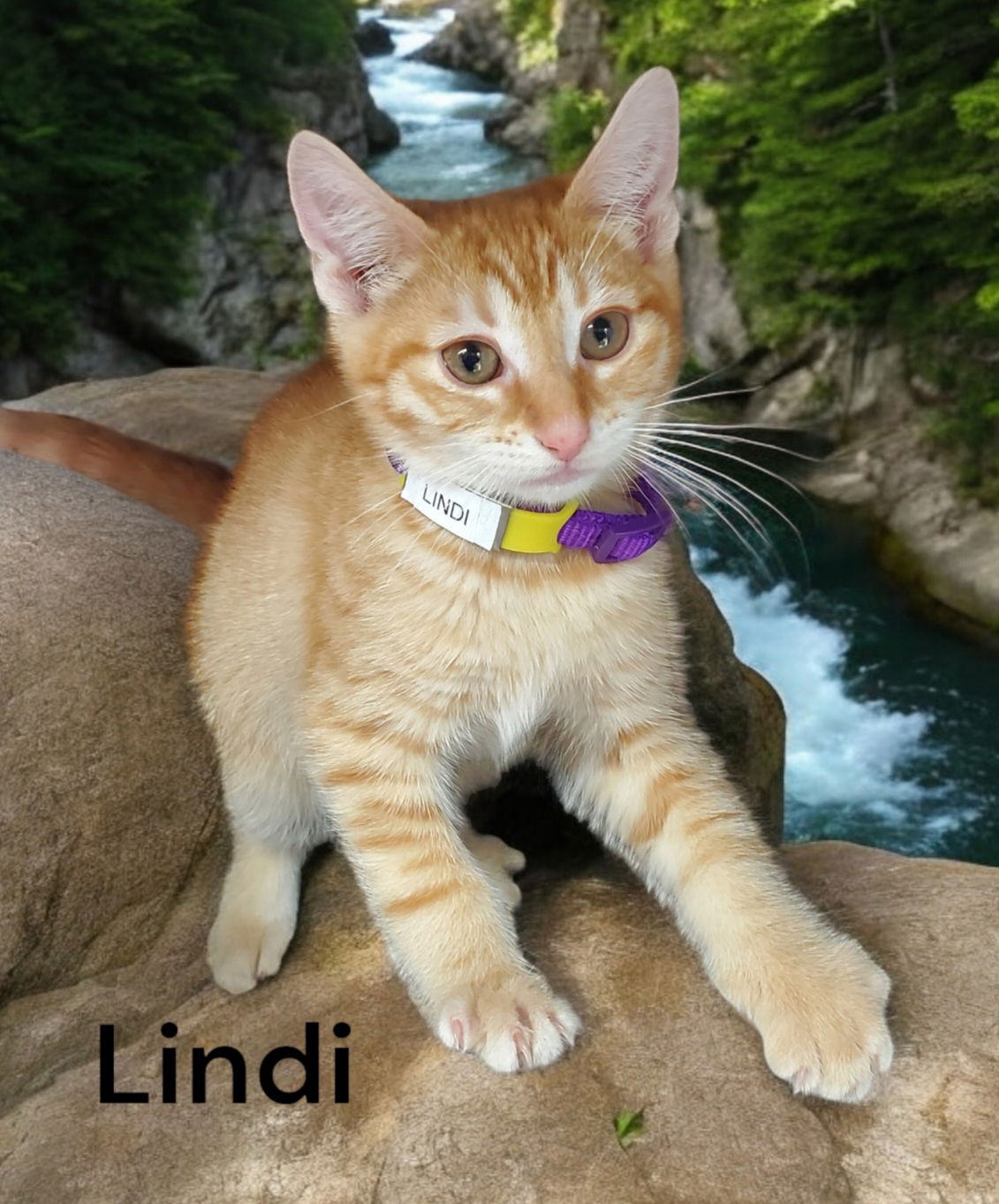 adoptable Cat in Chesapeake, VA named Lindi