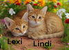 Lindi