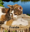 Freida