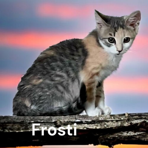 Frosti