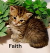 Faith