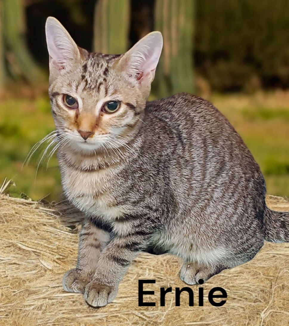 adoptable Cat in Chesapeake, VA named Ernie