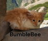 Bumblebee