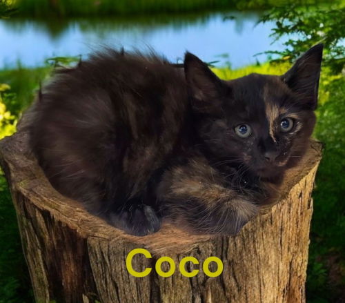 Coco