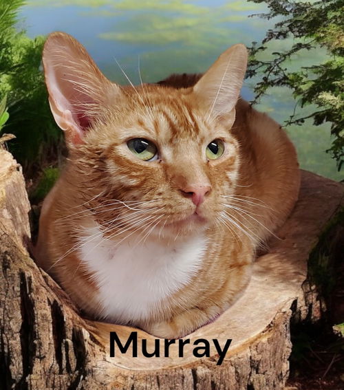 Murray