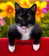 Mabel