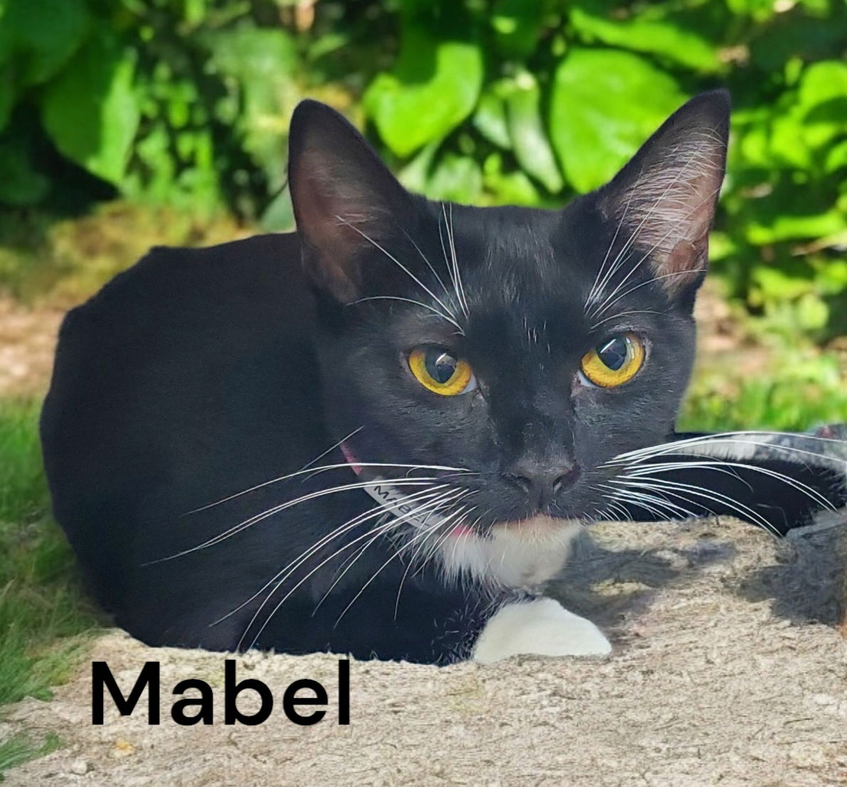 adoptable Cat in Chesapeake, VA named Mabel