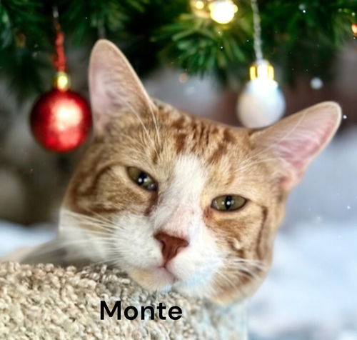 Monte