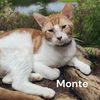 Monte