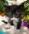 Leo