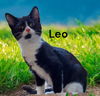 Leo