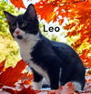 Leo