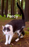 Percy