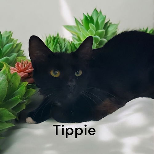 Tippie