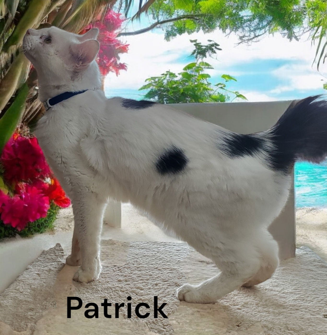 adoptable Cat in Newport News, VA named Patrick