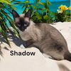 adoptable Cat in  named Shadow