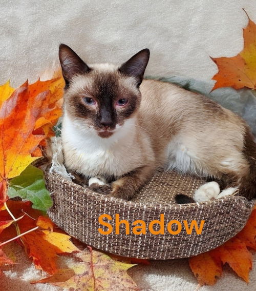 Shadow