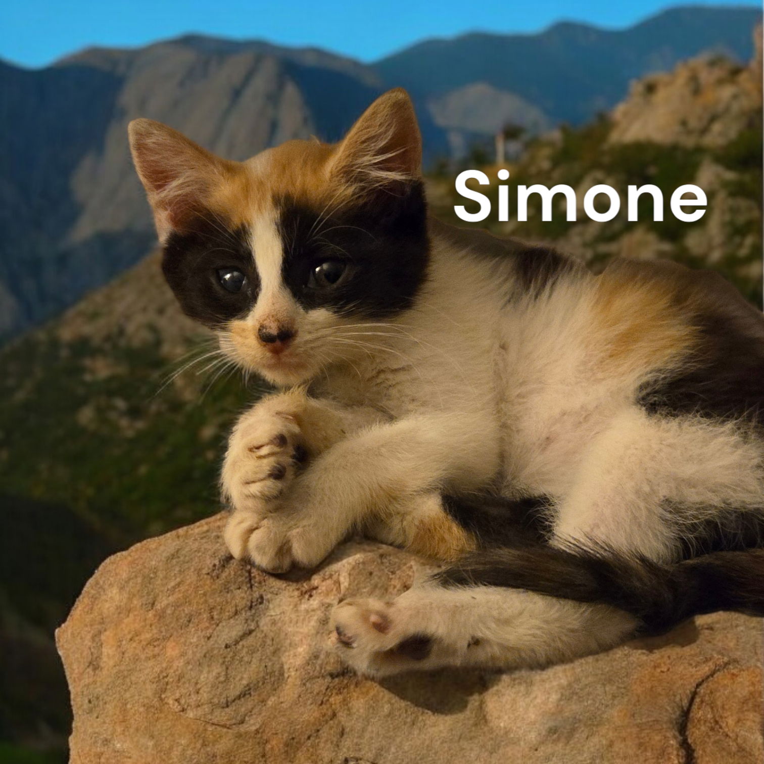 adoptable Cat in Chesapeake, VA named Simone