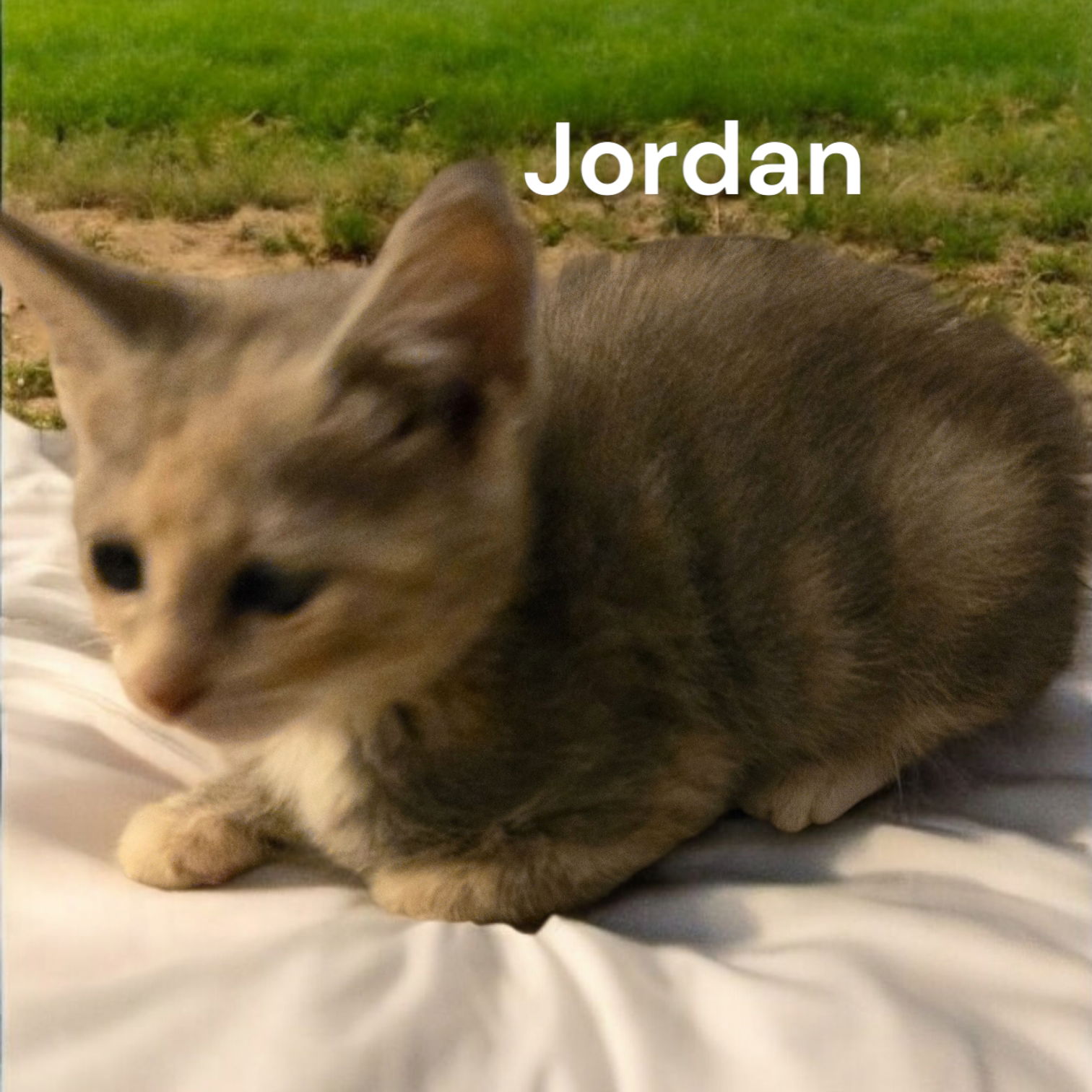 adoptable Cat in Chesapeake, VA named Jordan