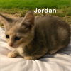 adoptable Cat in  named Jordan