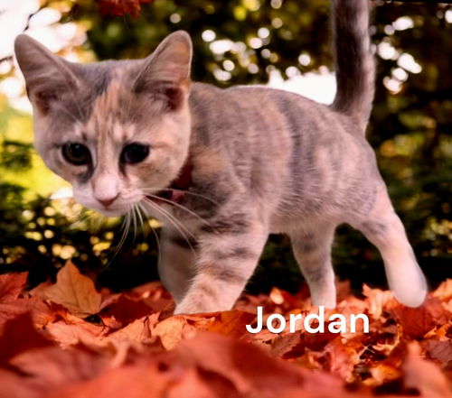 Jordan