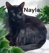 adoptable Cat in Weems, VA named Nayla