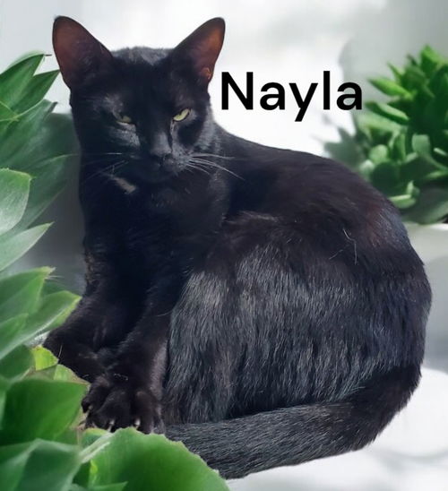 Nayla