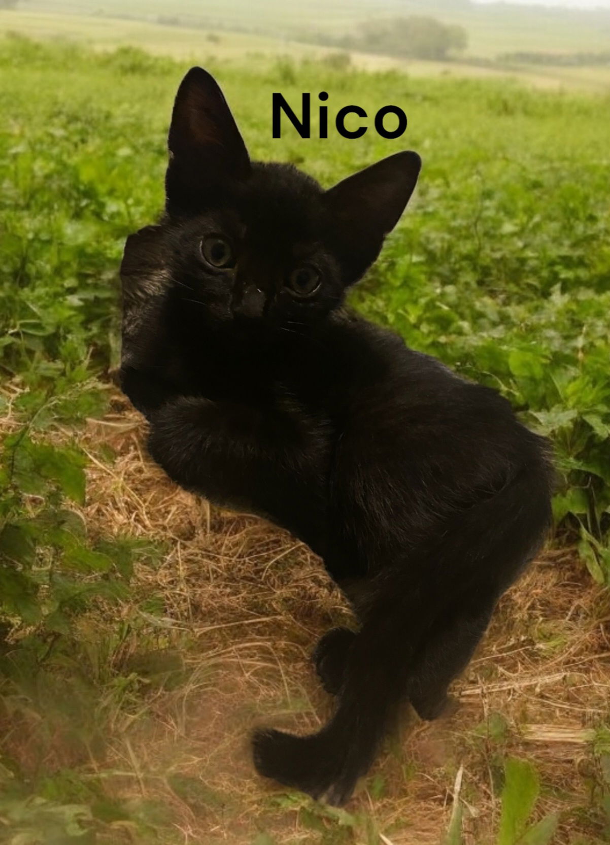 adoptable Cat in Chesapeake, VA named Nico