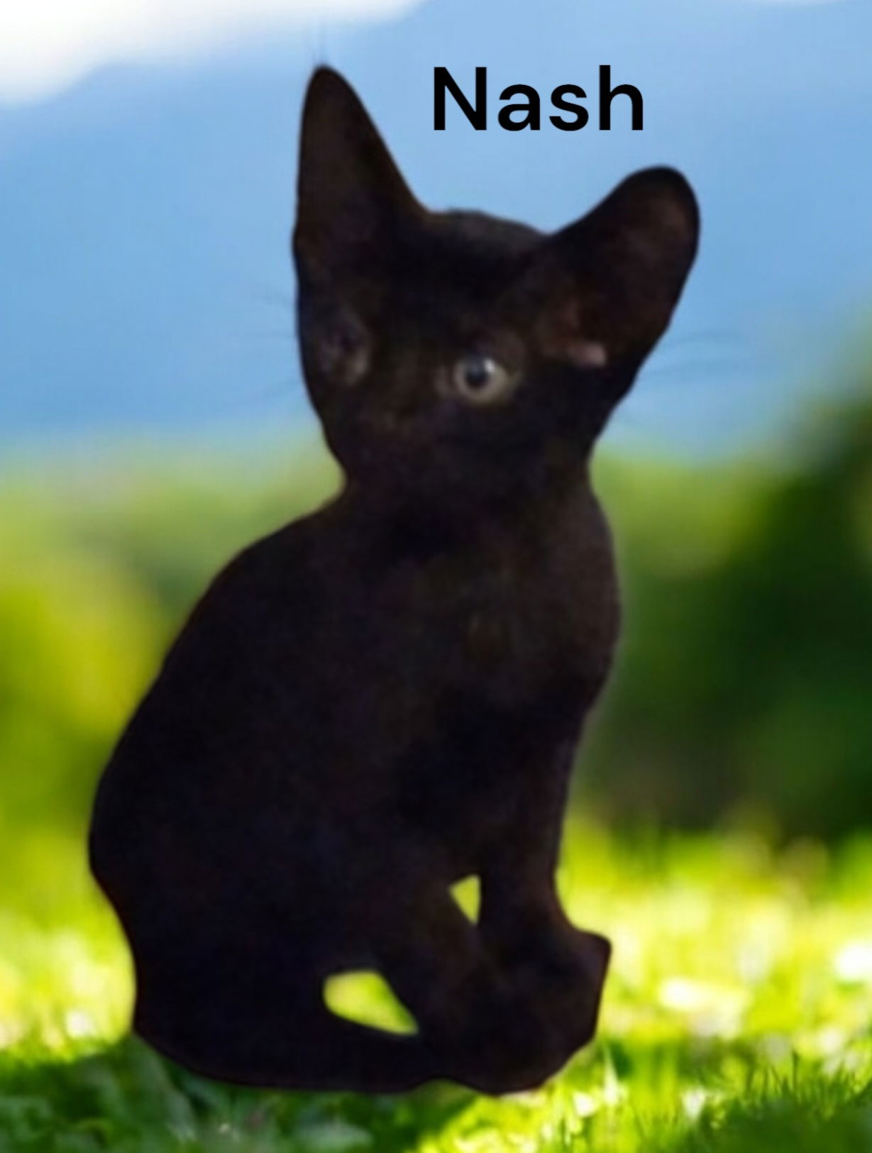 adoptable Cat in Chesapeake, VA named Nash