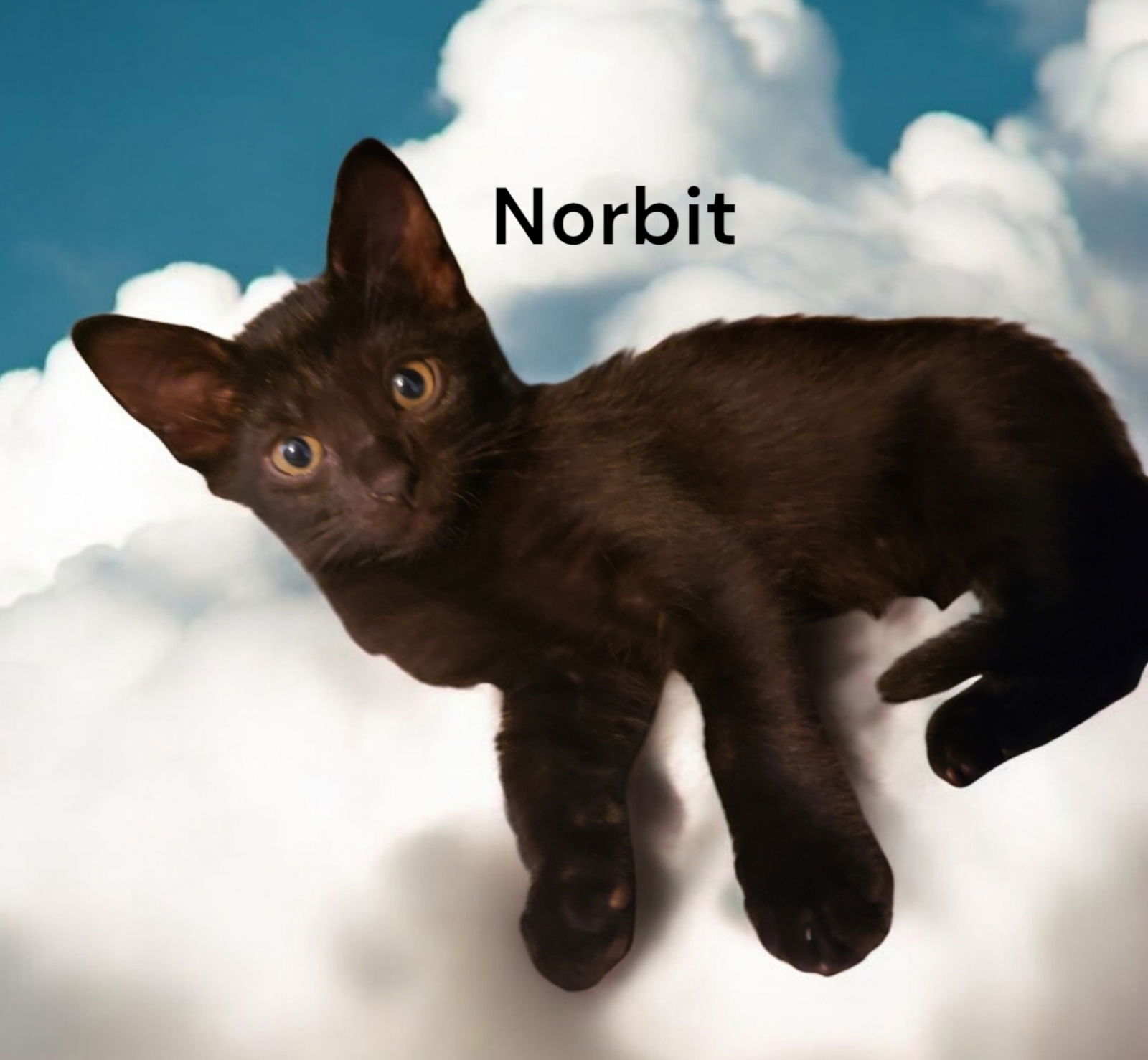 adoptable Cat in Chesapeake, VA named Norbit