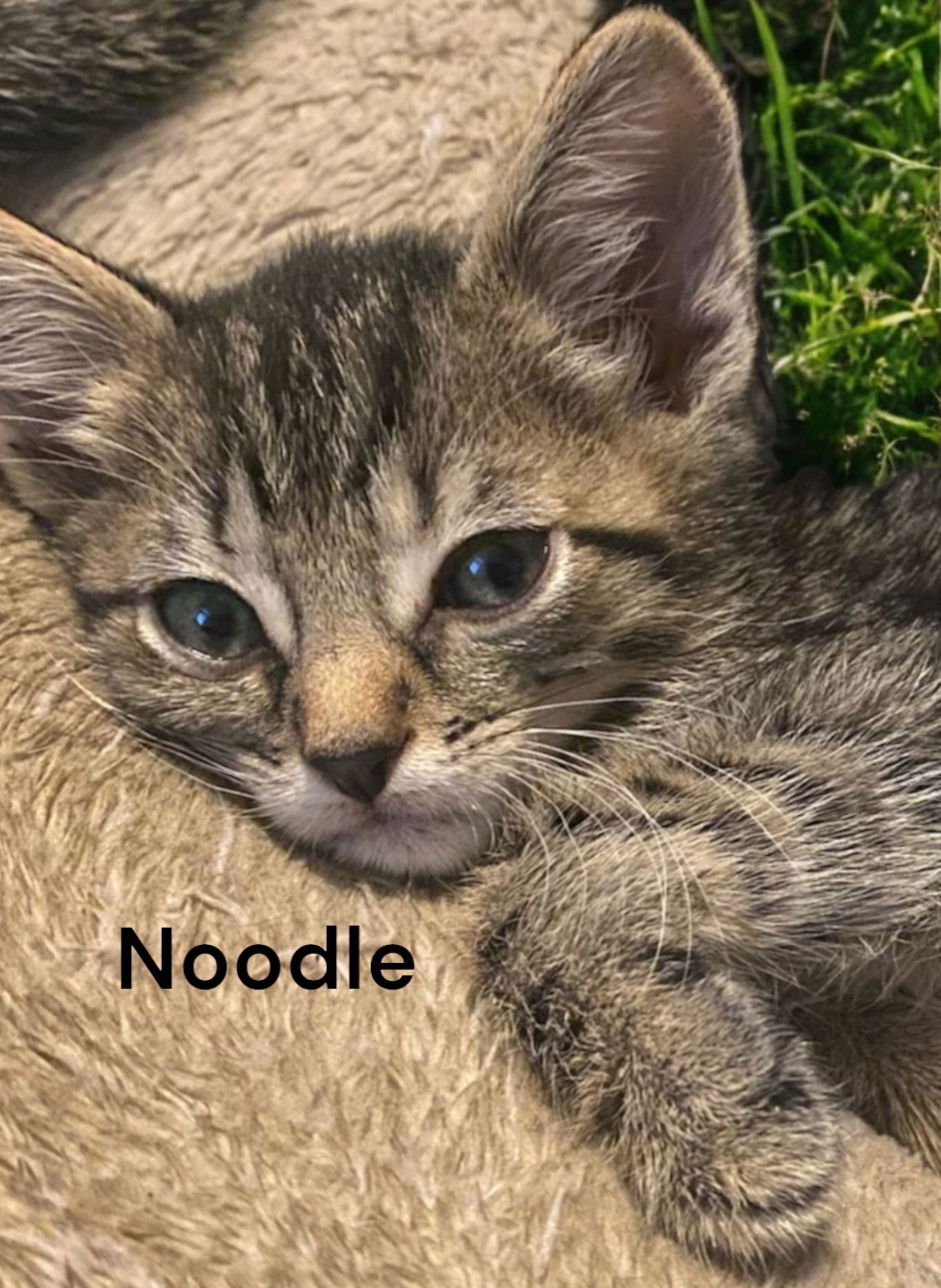 adoptable Cat in Chesapeake, VA named Noodle