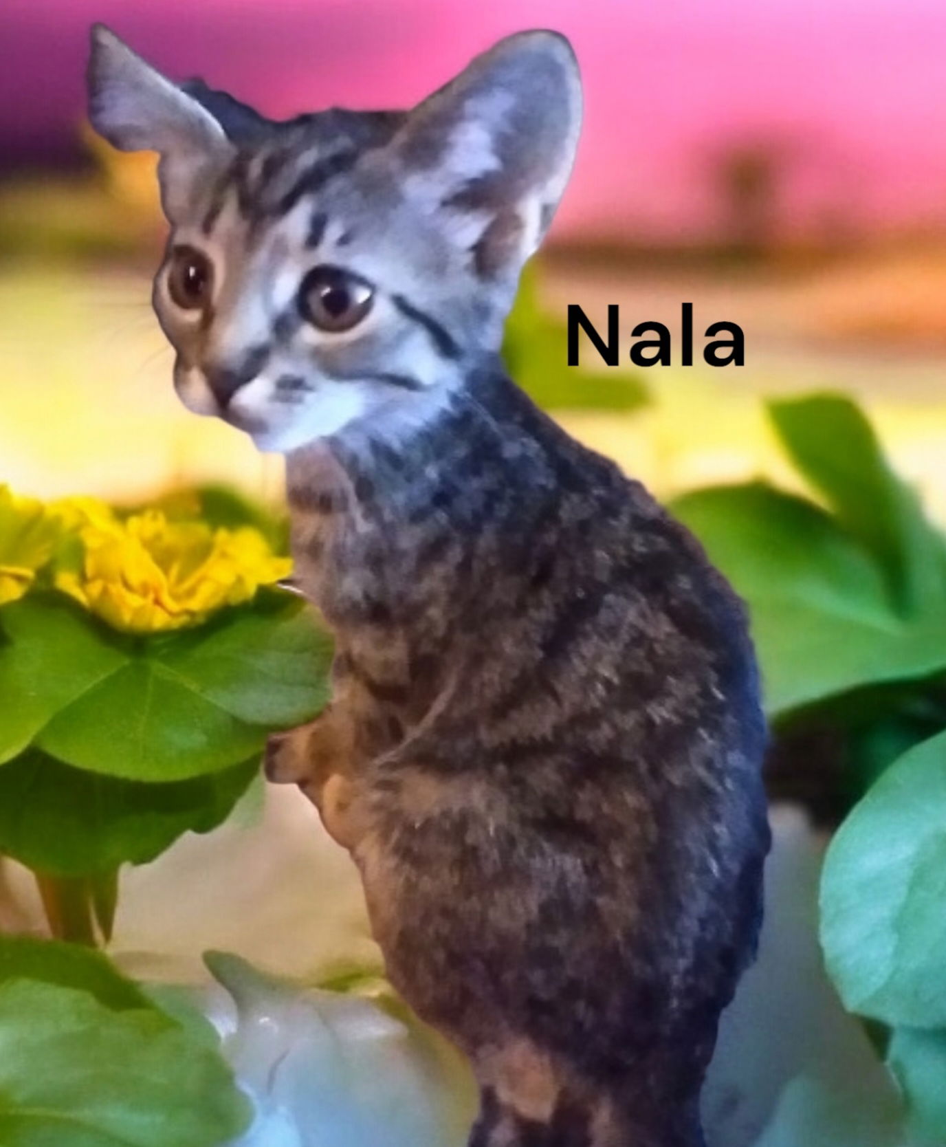 adoptable Cat in Chesapeake, VA named Nala