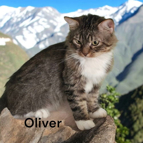 Oliver