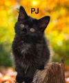 adoptable Cat in , VA named PJ