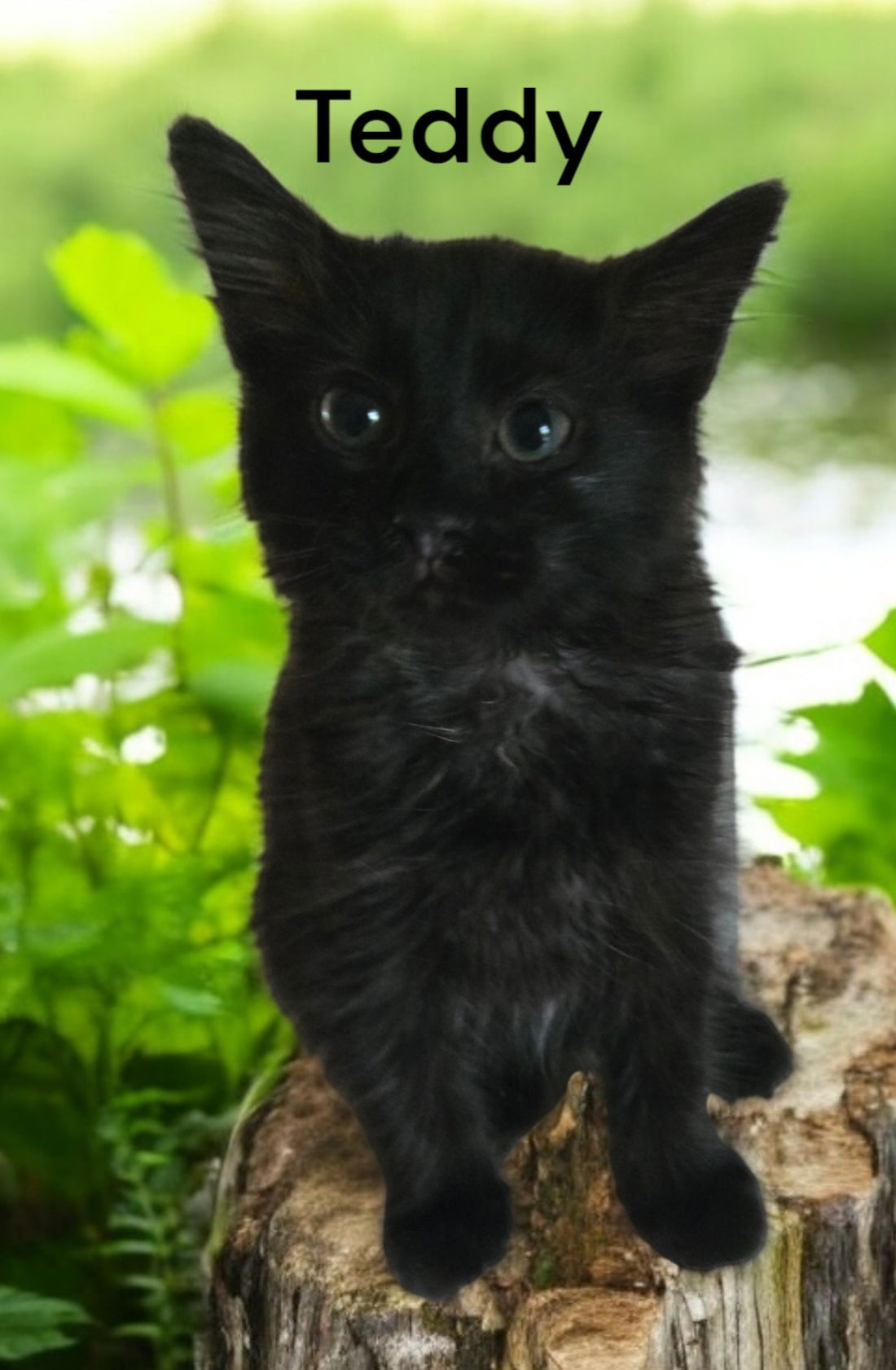 adoptable Cat in Weems, VA named Teddy