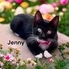 Jenny