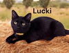 Lucki