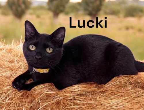 Lucki