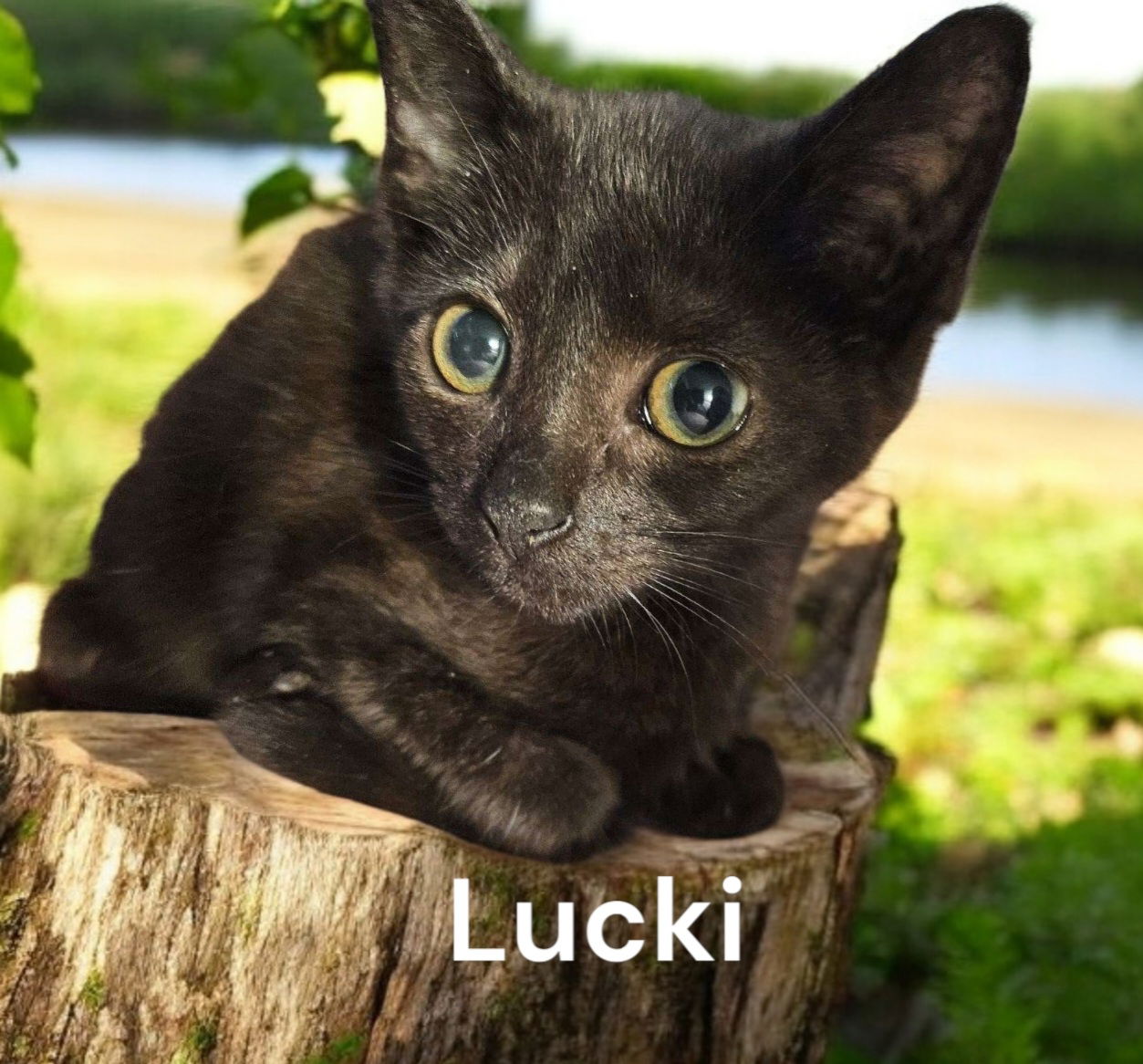 adoptable Cat in Chesapeake, VA named Lucki