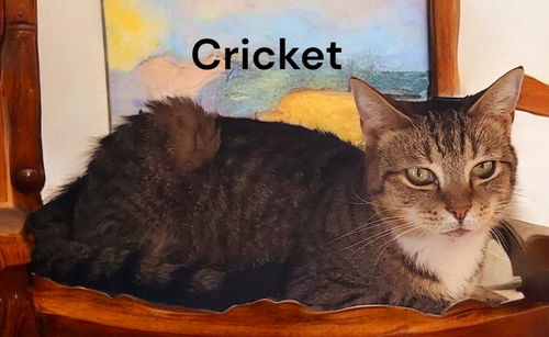 Cricket