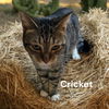 adoptable Cat in Weems, VA named Cricket